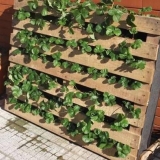 Kako napraviti vertikalnu baštu